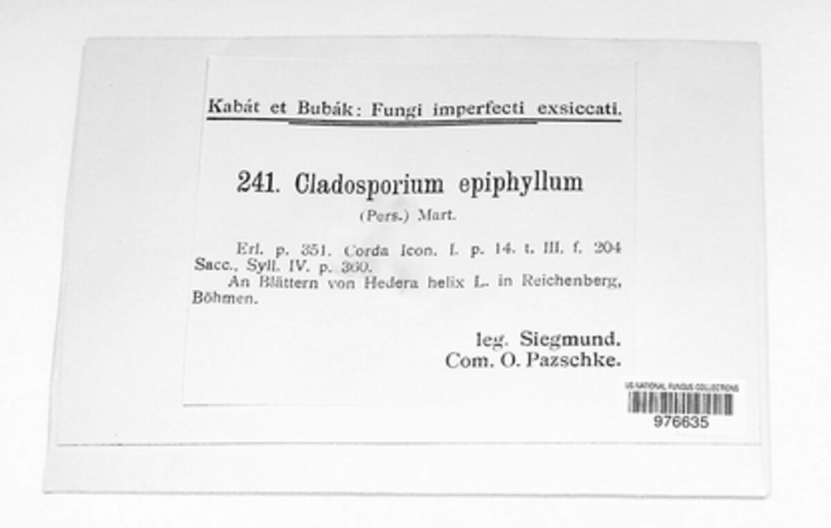 Cladosporium epiphyllum image